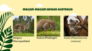 Kanguru
(Macropodidae)
macam-macam hewan Australis
Kuskus (Phalanger) Koala (Phascolarctos
cinereus)
 