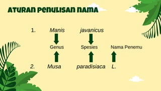 aturan penulisan nama
1. Manis javanicus
2. Musa paradisiaca L.
Genus Spesies Nama Penemu
 