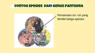 Contoh spesies dari genus panthera
Persamaan ciri -ciri yang
dimiliki ketiga spesies
 