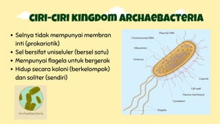 Selnya tidak mempunyai membran
inti (prokariotik)
Sel bersifat uniseluler (bersel satu)
Mempunyai flagela untuk bergerak
Hidup secara koloni (berkelompok)
dan soliter (sendiri)
ciri-ciri kingdom archaebacteria
 