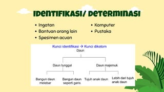 Identifikasi/ determinasi
Ingatan
Bantuan orang lain
Spesimen acuan
Komputer
Pustaka
 