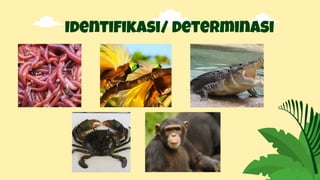 Identifikasi/ determinasi
 