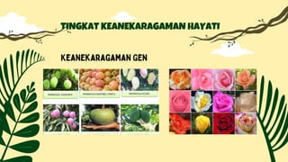 TINGKAT KEANEKARAGAMAN HAYATI
Keanekaragaman Gen
 