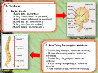 Gambar Tulang Tengkorak
A. Tengkorak :
1. Bagian Kepala :
- 1 tulang dahi ( os. frontale )
- 2 tulang ubun – ubun ( os. parietale )
- 1 tulang kepala belakang ( os. occipitale)
- 2 tulang baji ( os. sphenoidale )
- 2 tulang tapis ( os. ethmoidale )
- 2 tulang pelipis ( os. temporale ).
A. Tengkorak :
1. Bagian Kepala :
- 1 tulang dahi ( os. frontale )
- 2 tulang ubun – ubun ( os. parietale )
- 1 tulang kepala belakang ( os. occipitale)
- 2 tulang baji ( os. sphenoidale )
- 2 tulang tapis ( os. ethmoidale )
- 2 tulang pelipis ( os. temporale ).
B. Ruas Tulang Belakang (os. Vertebrae) :
- 7 ruas tulang leher (os. Vertebrae cervicale)
- 12 ruas tulang punggung (os. Vertebrae
thoracalis)
- 5 ruas tulang pinggang (os. Vertebrae
lumbalis)
- 5 ruas tulang kelangkang (os. Vertebrae
sacrum)
- 4 ruas tulang ekor (os. Vertebrae cocigeus)
Gambar Tulang Belakang
 