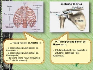 D. Tulang Gelang Bahu ( os.
Humerum ) :
- 2 tulang belikat ( os. Scapula )
- 2 tulang selangka ( os.
Clavicula )
. C. Tulang Rusuk ( os. Costae ) :
- 7 pasang tulang rusuk sejati ( os.
Costa vera )
- 3 pasang tulang rusuk palsu ( os.
Costa spuria )
- 2 pasang tulang rusuk melayang (
os. Costa fluctuantes )
 