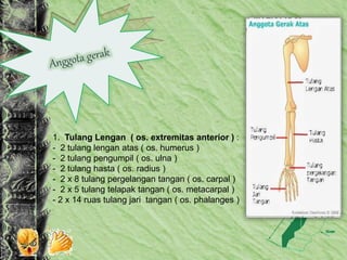 1. Tulang Lengan ( os. extremitas anterior ) :
- 2 tulang lengan atas ( os. humerus )
- 2 tulang pengumpil ( os. ulna )
- 2 tulang hasta ( os. radius )
- 2 x 8 tulang pergelangan tangan ( os. carpal )
- 2 x 5 tulang telapak tangan ( os. metacarpal )
- 2 x 14 ruas tulang jari tangan ( os. phalanges )
 