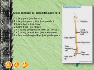Tulang Tungkai ( os. extremitas posterior ) :
- 2 tulang paha ( os. femur )
- 2 tulang tempurung lutut ( os. patella )
- 2 tulang kering ( os. tibia )
- 2 tulang betis ( os. fibula )
- 2 x 7 tulang pergelangan kaki ( os. tarsus )
- 2 x 5 tulang telapak kaki ( os. metatarsus )
- 2 x 14 ruas tulang jari kaki ( os. phalanges )
 