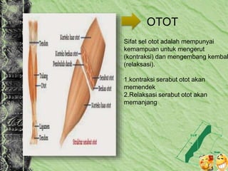 OTOT
Sifat sel otot adalah mempunyai
kemampuan untuk mengerut
(kontraksi) dan mengembang kembal
(relaksasi).
1.kontraksi serabut otot akan
memendek
2.Relaksasi serabut otot akan
memanjang
 