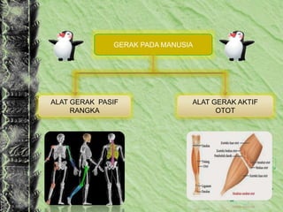 GERAK PADA MANUSIA
ALAT GERAK PASIF
RANGKA
ALAT GERAK AKTIF
OTOT
 