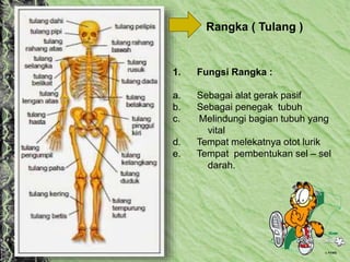 1. Fungsi Rangka :
a. Sebagai alat gerak pasif
b. Sebagai penegak tubuh
c. Melindungi bagian tubuh yang
vital
d. Tempat melekatnya otot lurik
e. Tempat pembentukan sel – sel
darah.
Rangka ( Tulang )
 