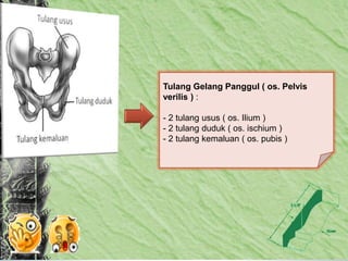 Tulang Gelang Panggul ( os. Pelvis
verilis ) :
- 2 tulang usus ( os. Ilium )
- 2 tulang duduk ( os. ischium )
- 2 tulang kemaluan ( os. pubis )
 