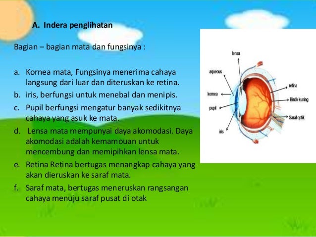 Ppt Alat Indera Pada Manusia