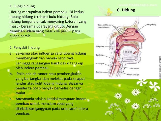 Ppt Alat Indera Pada Manusia