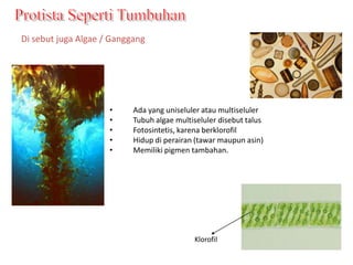 Di sebut juga Algae / Ganggang




                     •     Ada yang uniseluler atau multiseluler
                     •     Tubuh algae multiseluler disebut talus
                     •     Fotosintetis, karena berklorofil
                     •     Hidup di perairan (tawar maupun asin)
                     •     Memiliki pigmen tambahan.




                                            Klorofil
 