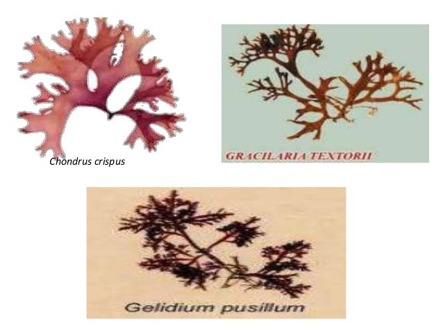 Gambar Ppt Alga Chondrus Crispus 11 Contoh Gambar Coklat 