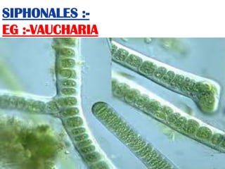 Order’s of class Euglenophyta:-
 Euglenales
 Colaciales (Euglenocapsales)
 
