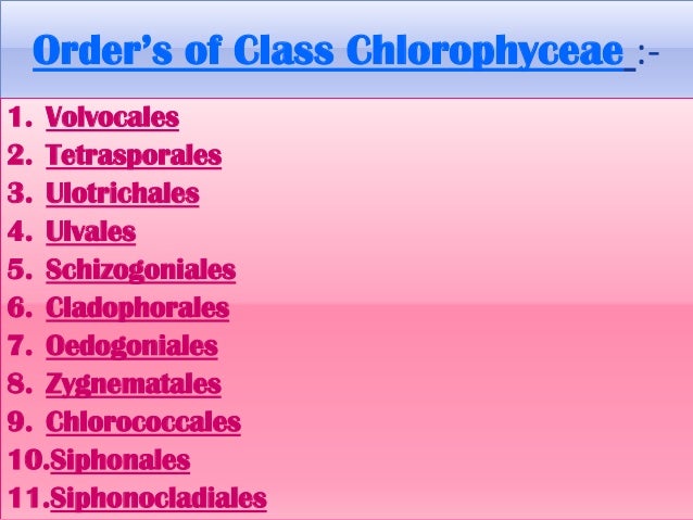Classification of Chlorophyceae or Chlorophyta (Green Algae): Classification of Chlorophyceae or Chlorophyta (Green Algae):