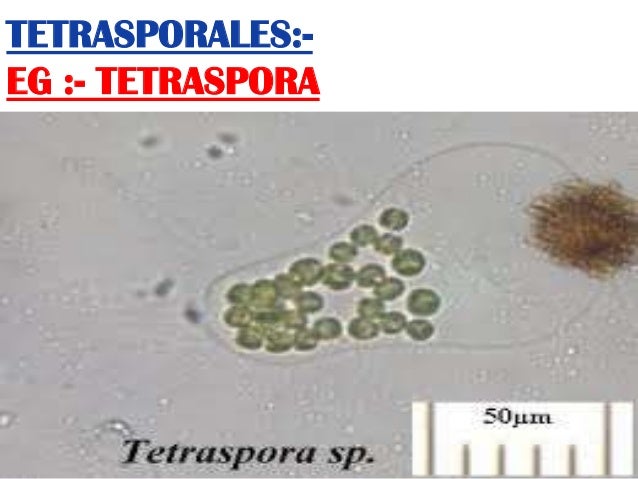 Algae by vashishta pdf free download