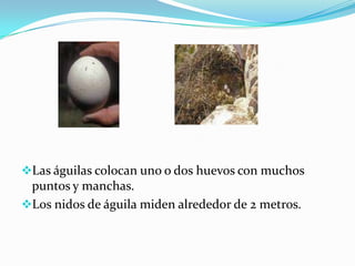      Tienen pico alargado y puntiagudo