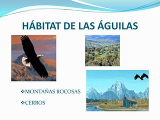      Sus uñas son curvas y flexible, para poder  cazar sus presas.