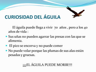     Su cuerpo esta cubierto por muchas plumas.