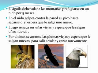     Son carnívoros, su principal alimentos son los monos, ratones, zarigüeyas ,conejos, cabras y peces.
