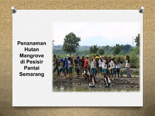 Penanaman
Hutan
Mangrove
di Pesisir
Pantai
Semarang
 