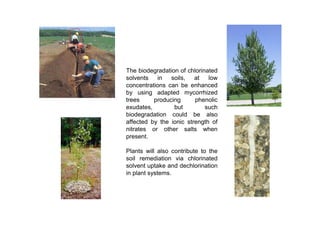 The biodegradation of chlorinated
solvents in     soils, at     low
concentrations can be enhanced
by using adapted mycorrhized
trees     producing      phenolic
exudates,        but         such
biodegradation could be also
affected by the ionic strength of
nitrates or other salts when
present.

Plants will also contribute to the
soil remediation via chlorinated
solvent uptake and dechlorination
in plant systems.
 