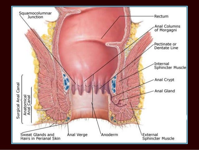 Male lower rectal pain anus