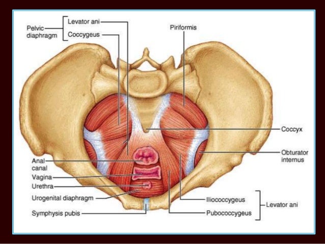 The Anatomy Of Anal Sex 29