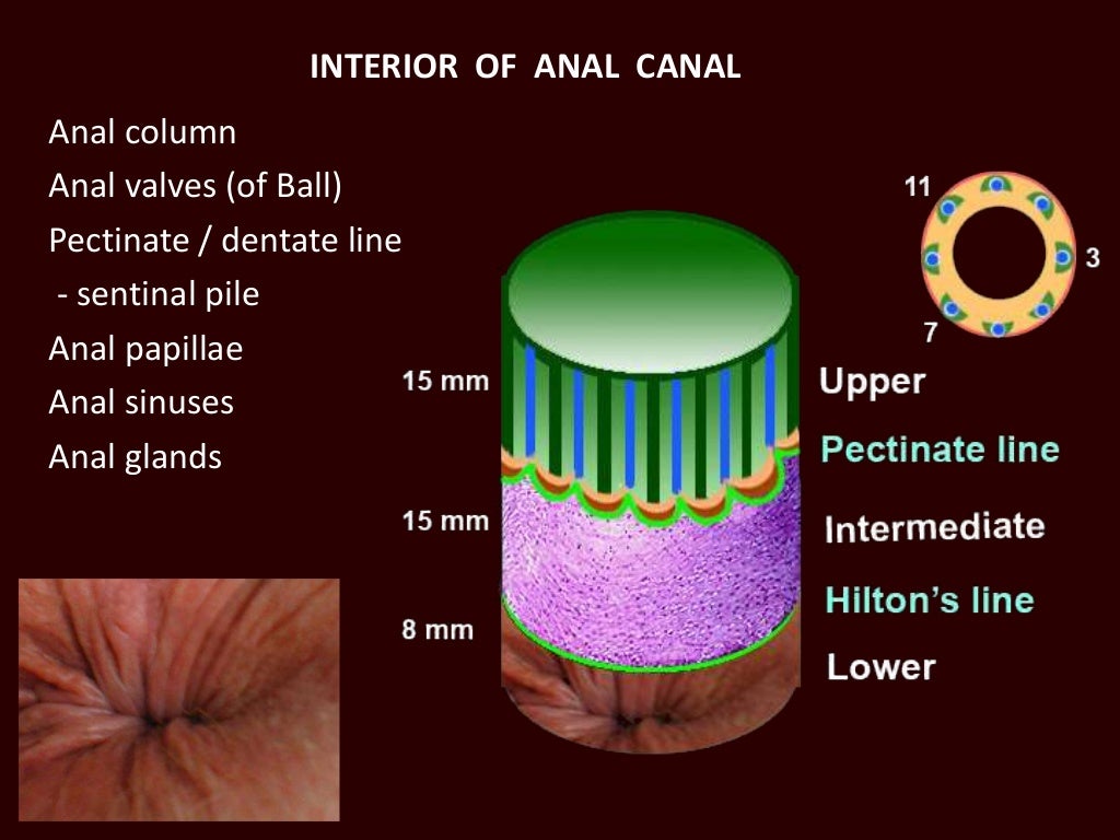 Anatomy of anal canal
