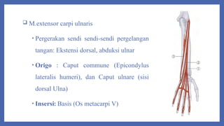 Caput Commune PPT Anatomi.pptxkpkkh[uyvph'[bn['n'i8b9ik, | PPTX
