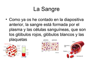 La Sangre Como ya os he contado en la diapositiva anterior, la sangre está formada por el plasma y las células sanguíneas, que son los glóbulos rojos, glóbulos blancos y las plaquetas 