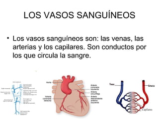 LOS VASOS SANGUÍNEOS Los vasos sanguíneos son: las venas, las arterias y los capilares. Son conductos por los que circula la sangre. 
