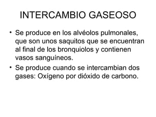 INTERCAMBIO GASEOSO Se produce en los alvéolos pulmonales, que son unos saquitos que se encuentran al final de los bronquiolos y contienen vasos sanguíneos. Se produce cuando se intercambian dos gases: Oxígeno por dióxido de carbono. 