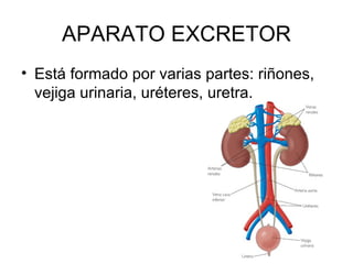 APARATO EXCRETOR Está formado por varias partes: riñones, vejiga urinaria, uréteres, uretra. 