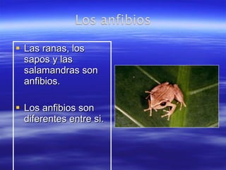 Las ranas, los sapos y las salamandras son anfibios. Los anfibios son diferentes entre si. 