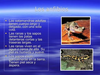 Las salamandras adultas tienen cuerpo largo y delgado, con una sola cola. Las ranas y los sapos tienen las patas delanteras cortas y las traseras largas. Las ranas viven en el agua o cerca de ella. Su piel es húmeda y suave. Los sapos   viven parcialmente en la tierra. Tienen piel seca y áspera. 