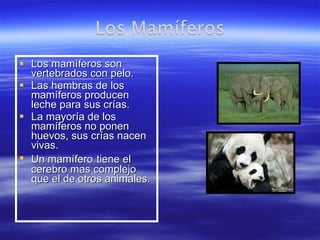 Los mamíferos son vertebrados con pelo. Las hembras de los mamíferos producen leche para sus crías. La mayoría de los mamíferos no ponen huevos, sus crías nacen vivas. Un mamífero   tiene el cerebro mas complejo que el de otros animales. 