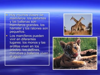 Hay muchas clases de mamíferos: los elefantes y las ballenas son mamíferos grandes, los hámster y los ratones son pequeños. Los mamíferos pueden vivir en diferentes lugares: los monos y las ardillas viven en   los árboles, los delfines, manatíes y ballenas viven el agua. 