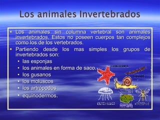 Los animales sin columna vertebral son animales invertebrados. Estos no poseen cuerpos tan complejos como los de los vertebrados. Partiendo desde los mas simples los grupos de invertebrados son: las esponjas los animales en forma de saco. los gusanos los moluscos los artrópodos  equinodermos . 