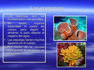 Las esponjas son los invertebrados mas sencillos. No tienen órganos especiales ni partes del cuerpo para digerir el alimento ni para obtener el oxigeno del agua. Las esponjas tienen muchos agujeros en el cuerpo. Por medio de la cavidad mas grande de su cuerpo se alimentan. 