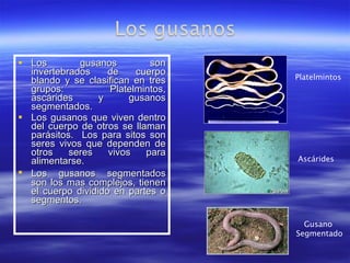 Los gusanos son invertebrados de cuerpo blando y se clasifican en tres grupos: Platelmintos, ascárides y gusanos segmentados. Los gusanos que viven dentro del cuerpo de otros se llaman parásitos.  Los para sitos son seres vivos que dependen de otros seres vivos para alimentarse. Los gusanos segmentados   son los mas complejos, tienen el cuerpo dividido en partes o segmentos. Platelmintos Ascárides Gusano  Segmentado 