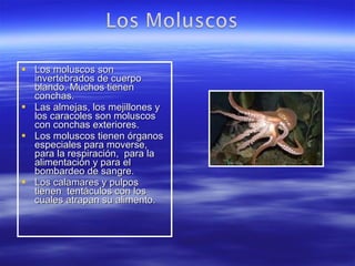Los moluscos son invertebrados de cuerpo blando. Muchos tienen conchas. Las almejas, los mejillones y los caracoles son moluscos con conchas exteriores. Los moluscos tienen órganos especiales para moverse, para la respiración,  para la alimentación y para el bombardeo de sangre. Los calamares y pulpos tienen  tentáculos con los cuales atrapan su alimento. 