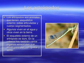Los artrópodos son animales que tienen  esqueletos externo, patas articuladas y cuerpo segmentados. Algunos viven en el agua y otros viven en la tierra. El esqueleto externo de un artrópodo es duro. En la cabeza hay también varios órganos sensoriales que sirven para oler, ver, gustar y sentir. 