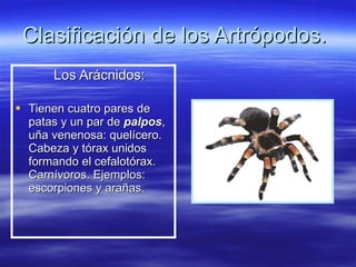 Clasificación de los Artrópodos.  Los Arácnidos:   Tienen cuatro pares de patas y un par de  palpos , uña venenosa: quelícero. Cabeza y tórax unidos formando el cefalotórax. Carnívoros. Ejemplos: escorpiones y arañas. 