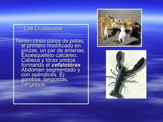 Los Crustáceos: Tienen cinco pares de patas, el primero modificado en pinzas, un par de antenas. Exoesqueleto calcáreo.  Cabeza y tórax unidos formando el  cefalotórax . Abdomen segmentado y con apéndices. Ej: gambas, langostas, cangrejos. 