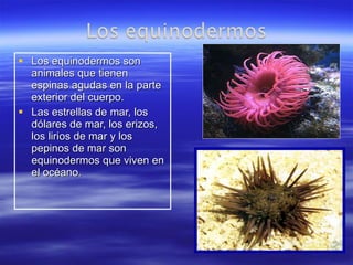 Los equinodermos son animales que tienen espinas agudas en la parte exterior del cuerpo. Las estrellas de mar, los dólares de mar, los erizos, los lirios de mar y los pepinos de mar son equinodermos que viven en el océano. 