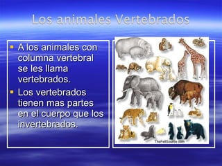 A los animales con columna vertebral  se les llama vertebrados. Los vertebrados tienen mas partes en el cuerpo que los invertebrados. 