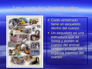 Cada vertebrado tiene un esqueleto dentro del cuerpo.  Un esqueleto es una estructura que da forma y sostén al cuerpo del animal, también protege los órganos internos del cuerpo. 